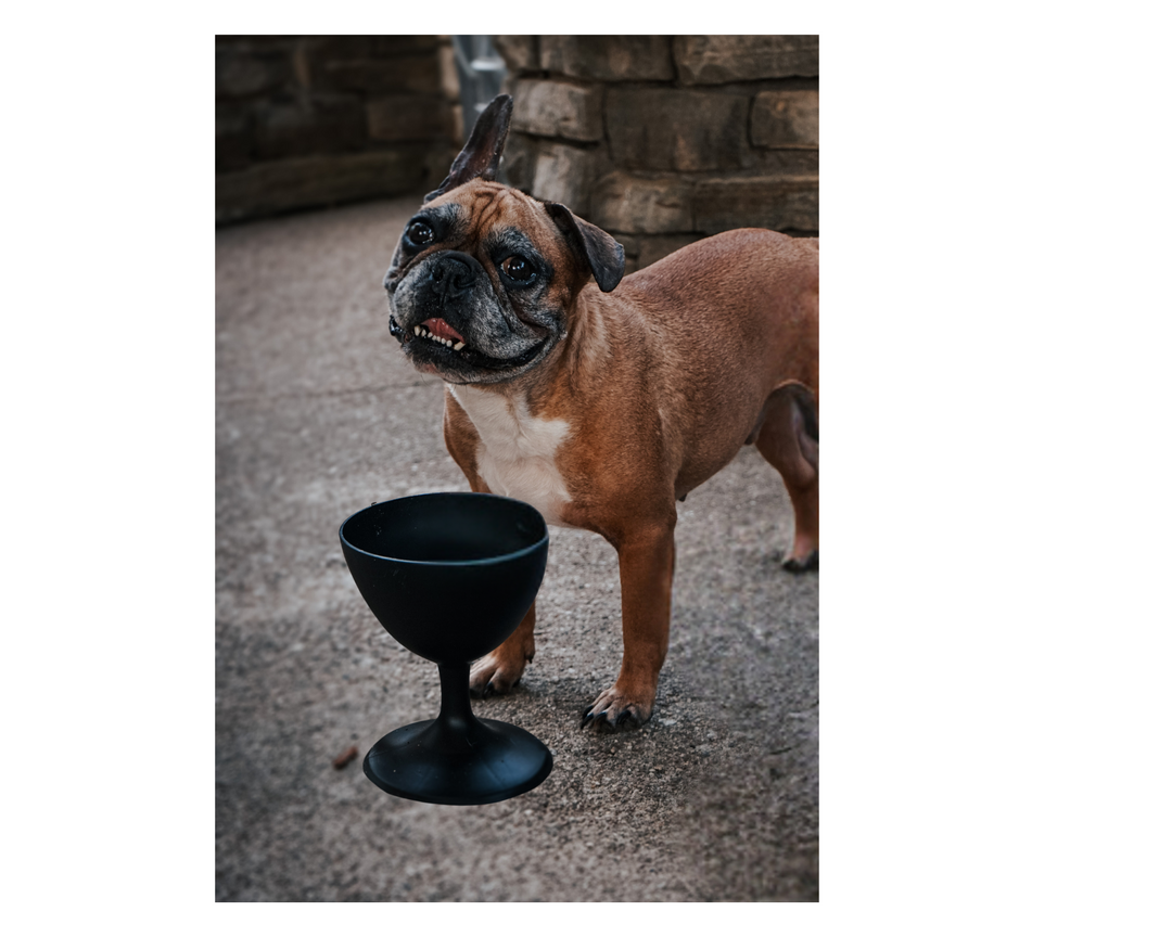 Dog Wine Dish, elevated dog bowl