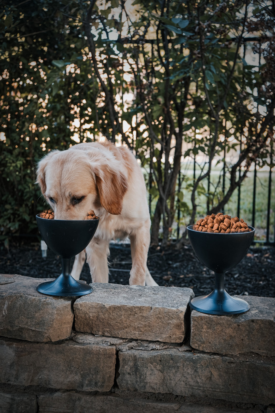 Elevate Your Dog's Dining Experience with The Wine Dog Dish- Dog Bowl