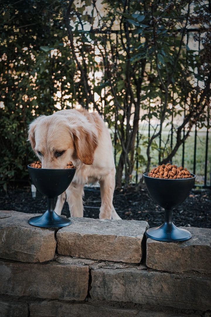 Elevate Your Dog's Dining Experience with The Wine Dog Dish- Dog Bowl